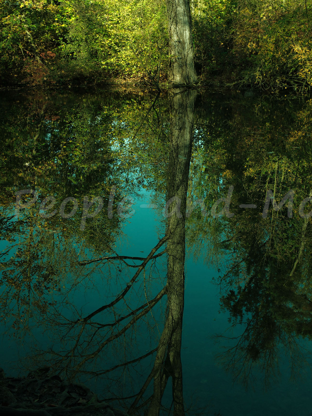 Surreale Baumlandschaft 2 von 3